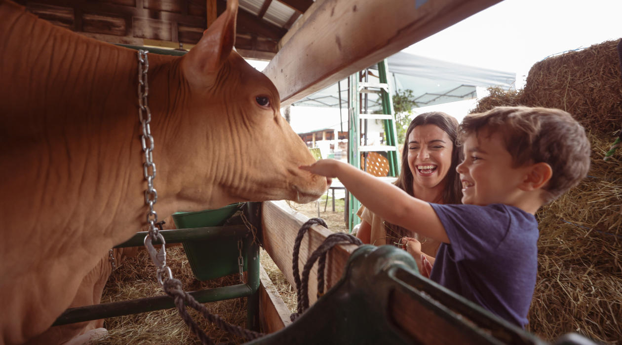 Boy petting a cow at the Dutchess County Fair